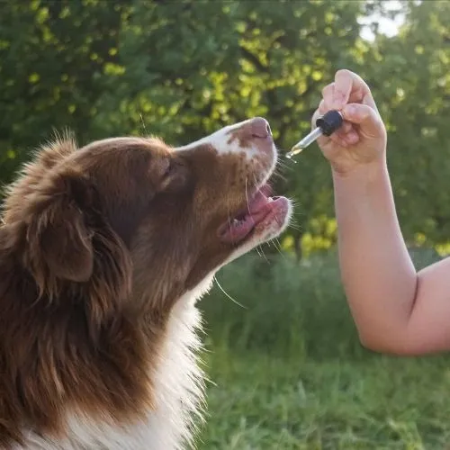 Dog with tincture dropper